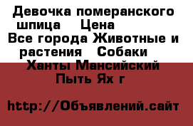 Девочка померанского шпица. › Цена ­ 40 000 - Все города Животные и растения » Собаки   . Ханты-Мансийский,Пыть-Ях г.